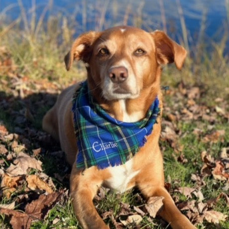 Nova Scotia Tratan Dog Scarf