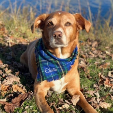 Nova Scotia Tartan Dog Scarf