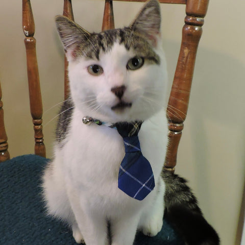 Cat Neck Tie~ Spay Day HRM